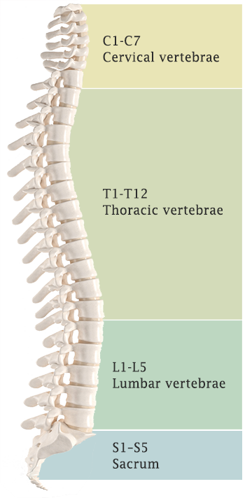 Spine-vertebrae-number